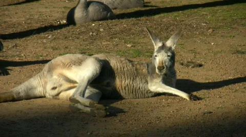 Kangaroo lying on the ground Video stock 529631