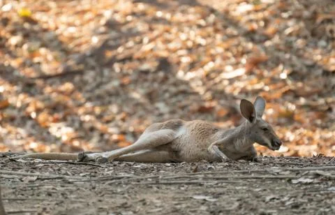 Kangaroo lying on the ground Foto stock