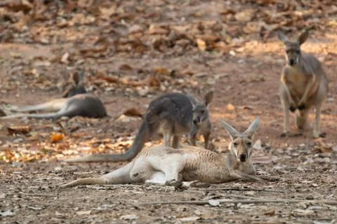 Kangaroo lying on the ground Foto stock