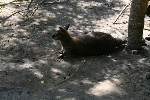 Kangaroo lying on ground in shade Fotos Stock