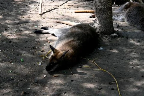 Kangaroo lying on ground in shade Fotos Stock