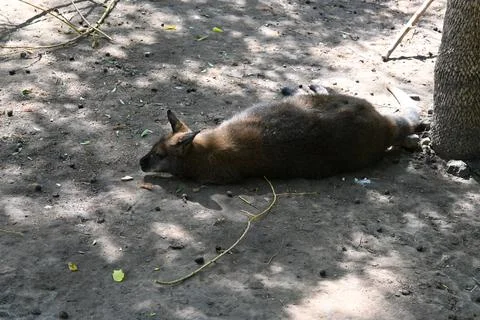 Kangaroo lying on ground in shade Stock Photos