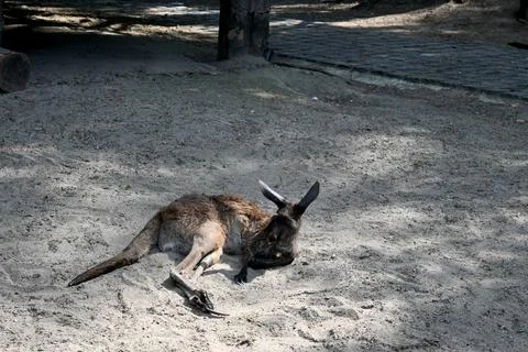 Kangaroo lying on sand Fotos Stock