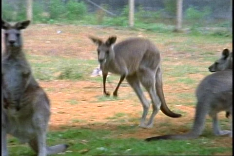 Kangaroo, medium shot, hopping Stock-Footage 867733