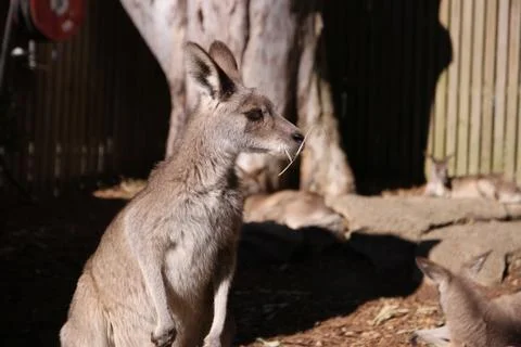 Kangaroo Medium Shot Stockfoto's