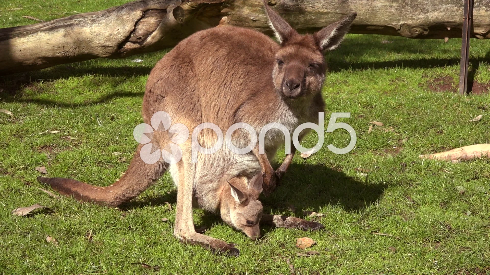 kangaroo with baby in pouch