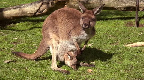 https://images.pond5.com/kangaroo-mom-and-baby-pouch-footage-040465824_iconl.jpeg