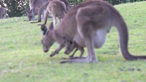 Kangaroo mom and son in slow motion Stock Footage