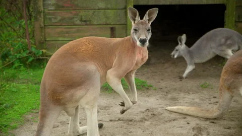 Kangaroo with muscles flexing in a zoo. ... | Stock Video | Pond5