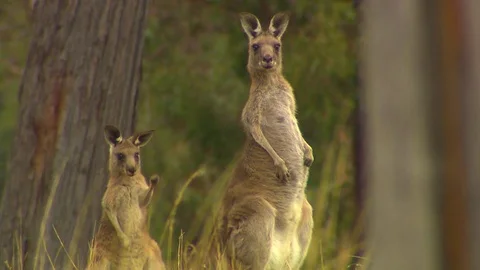 Kangaroo - native Australian marsupial Stock Footage 70392106