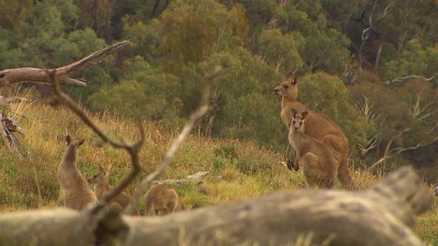 Kangaroo - native Australian marsupial Stock Footage 70392632
