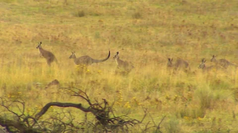 Kangaroo - native Australian marsupial Stock Footage 70393284