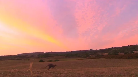 Kangaroo - native Australian marsupial Stock Footage 70394457