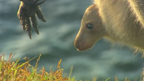 Kangaroo - native Australian marsupial Stock Footage 70396101