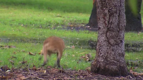 Kangaroo - native Australian marsupial Stock Footage 70396346