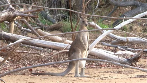 Kangaroo - native Australian marsupial Stock Footage 70397056