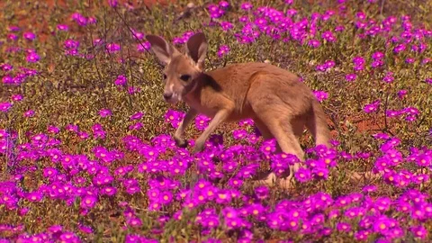 Kangaroo - native Australian marsupial Stock Footage 70397109
