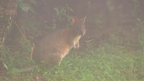 Kangaroo - native Australian marsupial Stock Footage 70397118