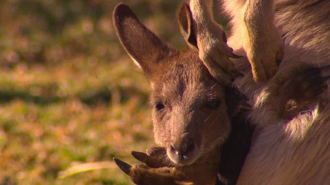 Kangaroo - native Australian marsupial Stock Footage 70397137
