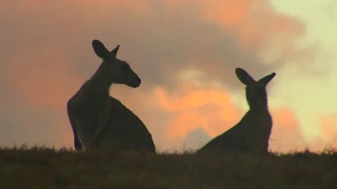 Kangaroo - native Australian marsupial Stock Footage 70397230