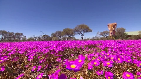 Kangaroo - native Australian marsupial Stock Footage 70397294