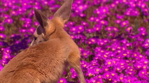 Kangaroo - native Australian marsupial Stock Footage 70397501