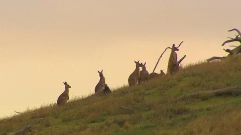 Kangaroo - native Australian marsupial Stock Footage 70397770