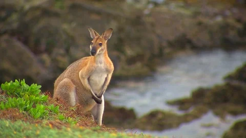 Kangaroo - native Australian marsupial Stock Footage 70398638