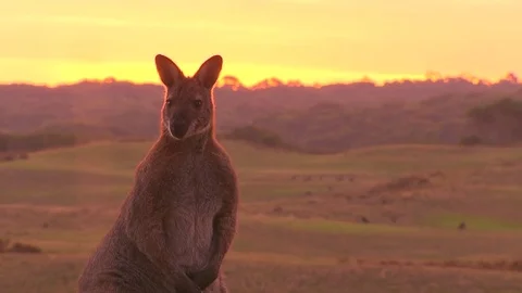 Kangaroo - native Australian marsupial Stock Footage 70398647