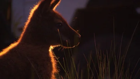 Kangaroo - native Australian marsupial Stock Footage 70398768