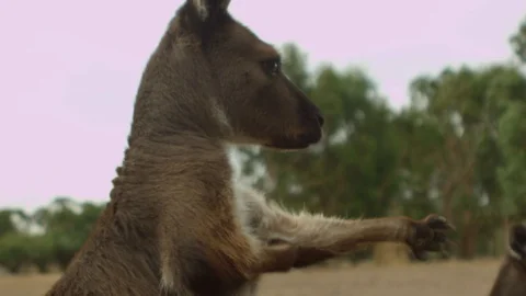 Kangaroo - native Australian marsupial Stock Footage 70399602