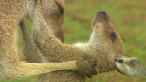 Kangaroo - native Australian marsupial Stock Footage 70401374