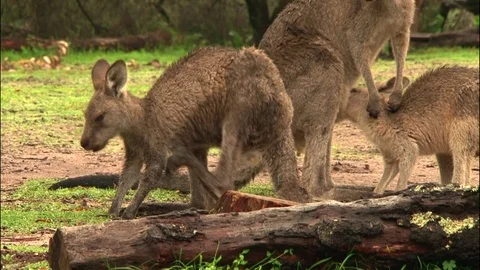 Kangaroo - native Australian marsupial Stock Footage 70401776