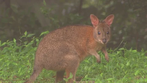 Kangaroo - native Australian marsupial Stock Footage 70403276