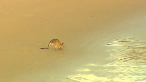 Kangaroo - native Australian marsupial Stock Footage 70403820
