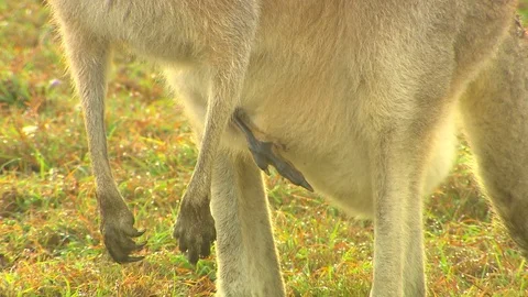 Kangaroo - native Australian marsupial Stock Footage 70403831