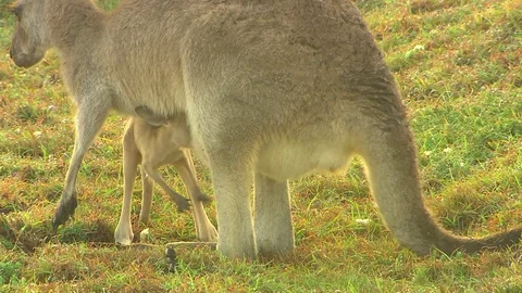Kangaroo - native Australian marsupial Stock Footage 70403885