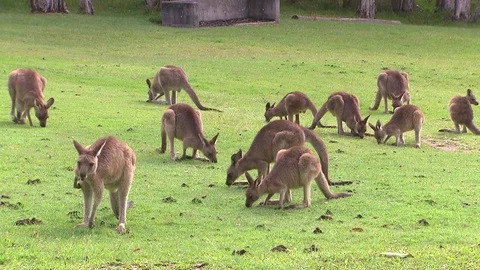 Kangaroo - native Australian marsupial Stock Footage 70403911