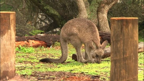 Kangaroo - native Australian marsupial Stock Footage 70404128