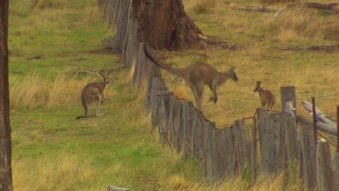 Kangaroo - native Australian marsupial Stock Footage 70404134