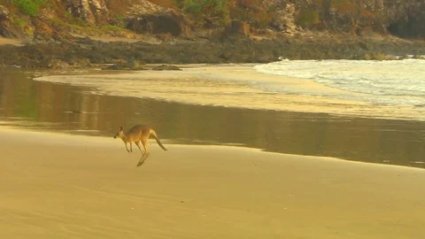 Kangaroo - native Australian marsupial Stock Footage 70404176