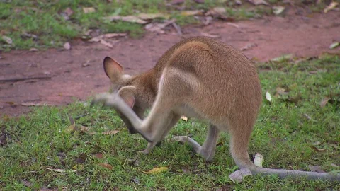 Kangaroo - native Australian marsupial Stock Footage 70404258