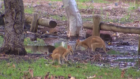 Kangaroo - native Australian marsupial Stock Footage 70404309