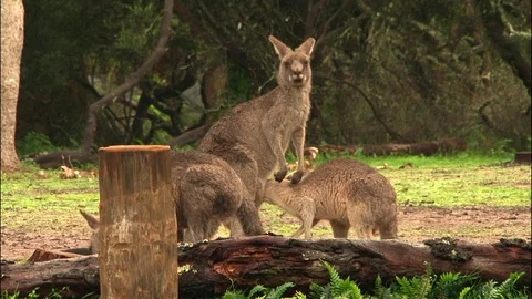 Kangaroo - native Australian marsupial Stock Footage 70404526