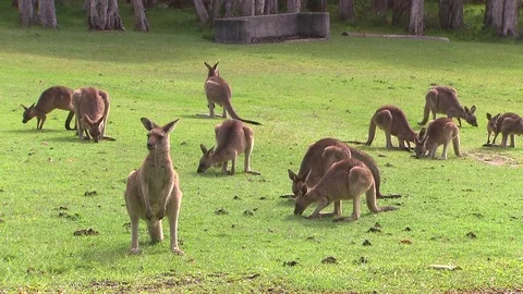 Kangaroo - native Australian marsupial Stock Footage 70404679
