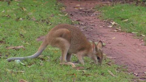 Kangaroo - native Australian marsupial Stock Footage 70404835