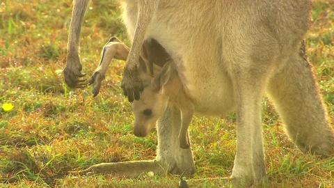Kangaroo - native Australian marsupial Stock Footage 70405101