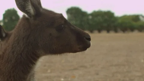 Kangaroo - native Australian marsupial Stock Footage 70405161
