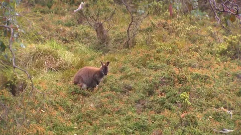 Kangaroo - native Australian marsupial Stock Footage 70405185