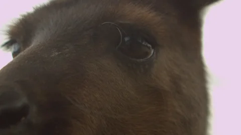 Kangaroo - native Australian marsupial Stock Footage 70405235